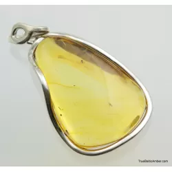 Large amulet Baltic amber silver pendant w insect inclusion 14g