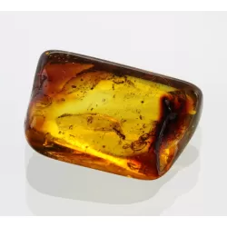 Gnat Insect inclusions in Baltic amber fossil stone