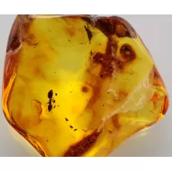 Ant Insect inclusions in Baltic amber fossil stone