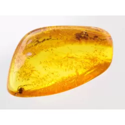 Insect inclusions in Baltic amber fossil stone