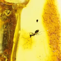 Insect inclusions in Baltic amber fossil stalactite stone