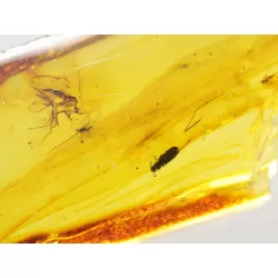 Insect inclusions in Baltic amber fossil large stone