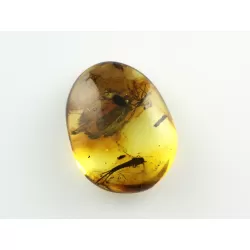 Bristletail Insect inclusions in Baltic amber fossil stone