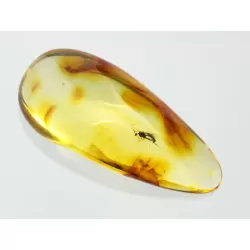 Gnat Insect inclusions in Baltic amber fossil stone