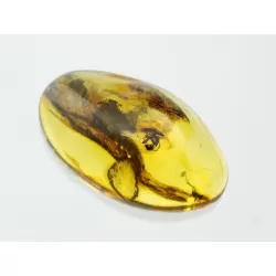 Gnat Insect inclusions in Baltic amber fossil stone