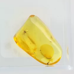 Trapped insect in Baltic amber with magnifying box