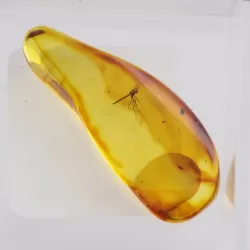 Trapped insect in Baltic amber with magnifying box