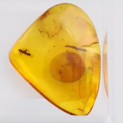 Trapped insect in Baltic amber with magnifying box