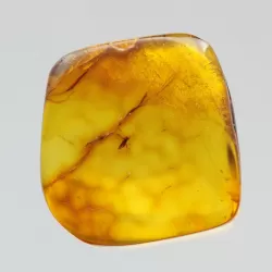 Diptera Insect inclusions in Baltic amber fossil stone