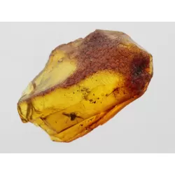 Gnat Insect inclusions in Baltic amber fossil stone