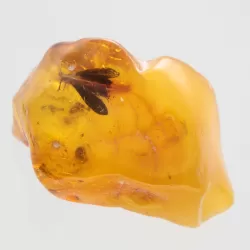 Moth Insect Inclusions in Baltic amber fossil stone