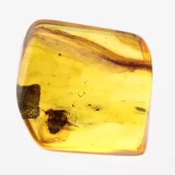 Big Gnat Insect in Baltic Amber Fossil Specimen