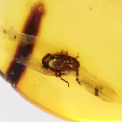 Nymph Insect in Baltic Amber Fossil Specimen