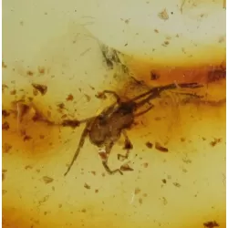 Rare fossil insect in genuine Baltic amber stone