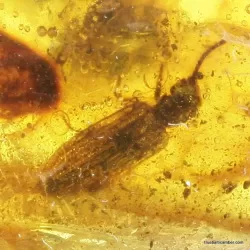 Large CUPEDIDAE in genuine Baltic amber fossil stone