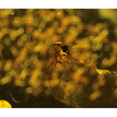 COCKROACH insect inclusion in Baltic amber fossil stone 5g