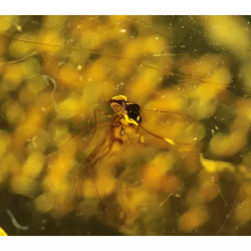 COCKROACH insect inclusion in Baltic amber fossil stone 5g