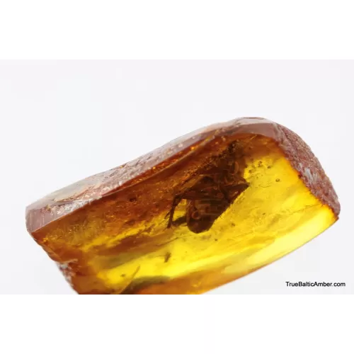 Big COCKROACH in Baltic amber fossil stone