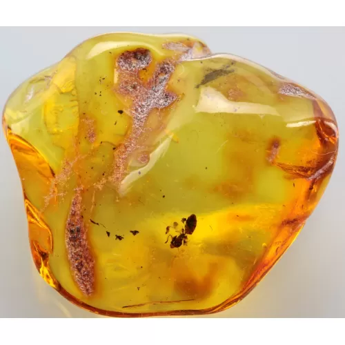 Ant Insect inclusions in Baltic amber fossil stone