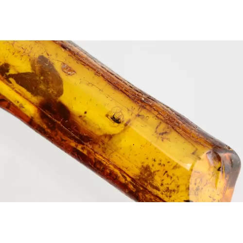 Insect inclusions in Baltic amber fossil stone