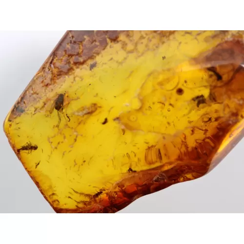 Swarm Insect inclusions in Baltic amber fossil stone