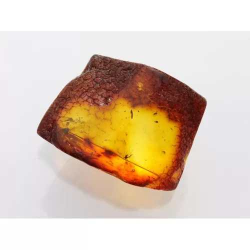 Insect inclusions in Baltic amber fossil large stone