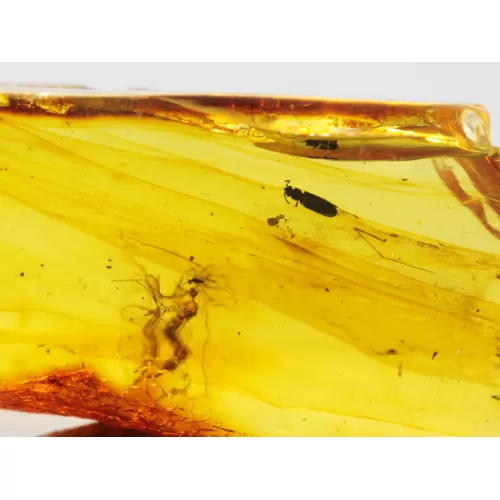 Insect inclusions in Baltic amber fossil large stone