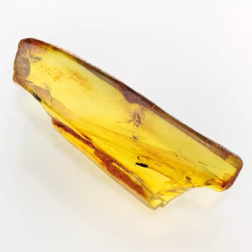 Insect inclusions in Baltic amber fossil large stone