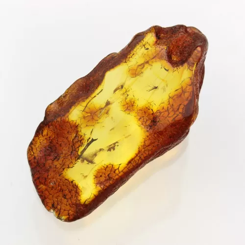 Insect inclusions in Baltic amber fossil large stone