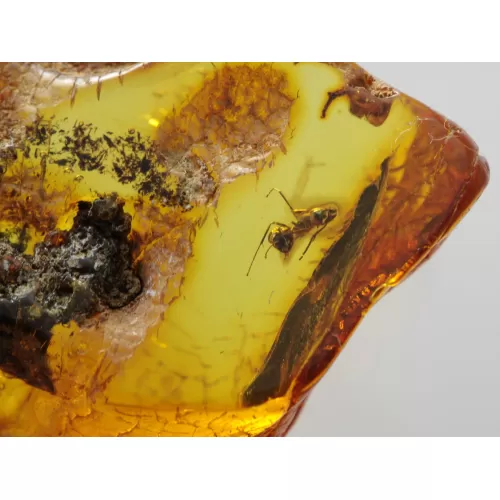 Insect inclusions in Baltic amber fossil large stone