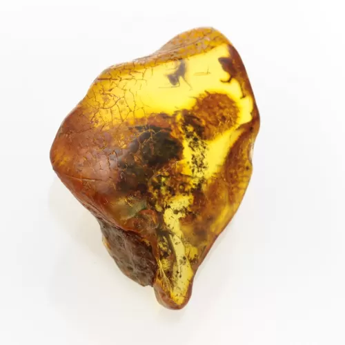 Insect inclusions in Baltic amber fossil large stone