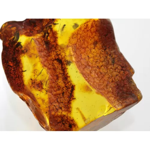 Insect inclusions in Baltic amber fossil large stone