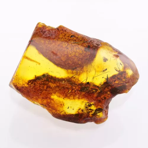 Insect inclusions in Baltic amber fossil large stone