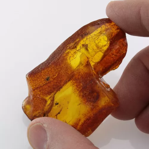 Insect inclusions in Baltic amber fossil large stone