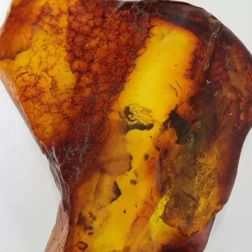 Insect inclusions in Baltic amber fossil large stone