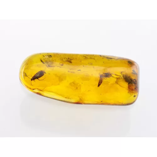 Insect inclusions in Baltic amber fossil large stone