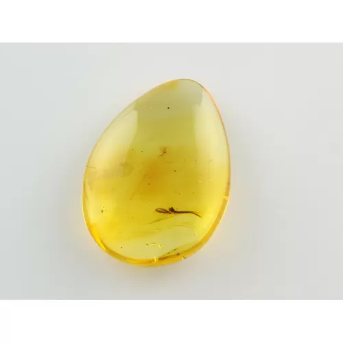 Gnat Insect inclusions in Baltic amber fossil stone