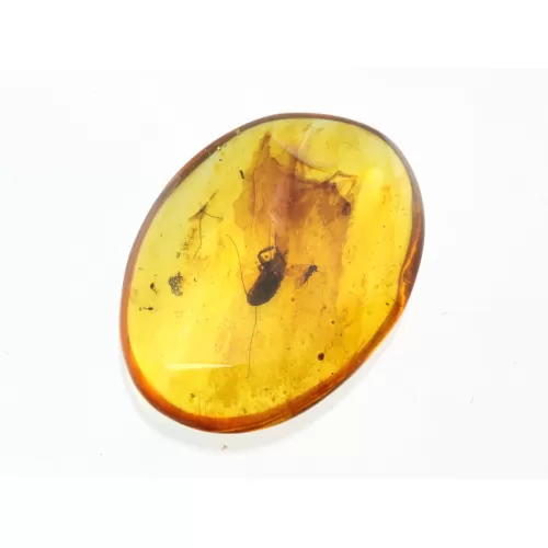 Cockroach Insect inclusions in Baltic amber fossil stone