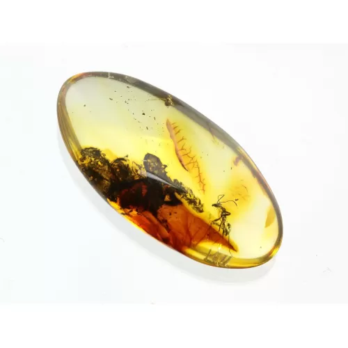 Ant Insect inclusions in Baltic amber fossil stone