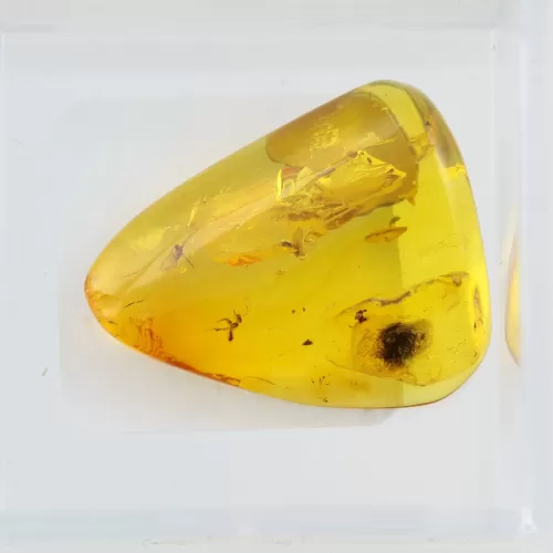 Trapped insect in Baltic amber with magnifying box