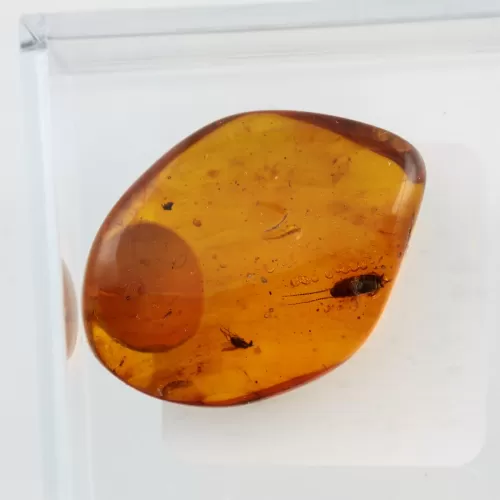 Trapped insect in Baltic amber with magnifying box