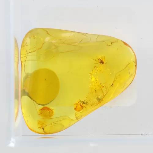 Trapped insect in Baltic amber with magnifying box