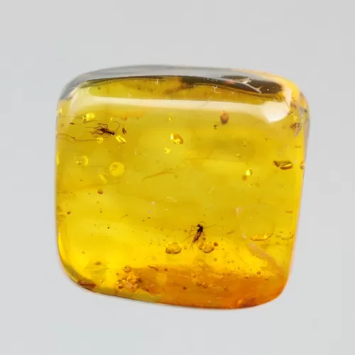 Gnats Insect inclusions in Baltic amber fossil stone