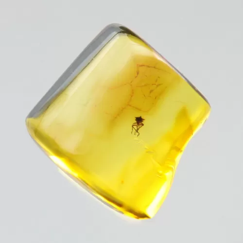 Gnat Insect inclusions in Baltic amber fossil stone