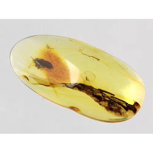 Caddisfly Insect inclusions in Baltic amber fossil stone