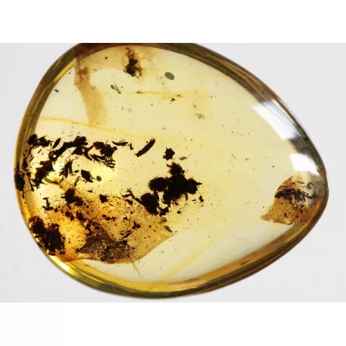 Diptera Insect inclusions in Baltic amber fossil amulet stone