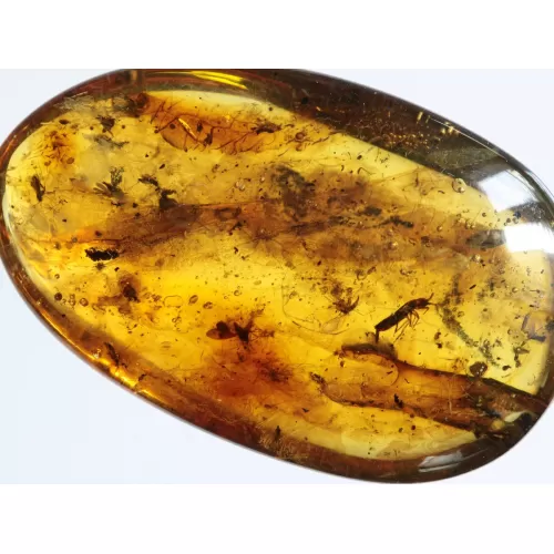 Swarm Insect inclusions in Baltic amber fossil amulet stone