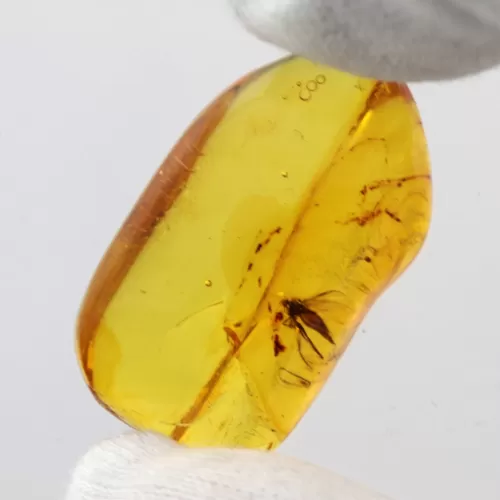 Diptera Insect inclusions in Baltic amber fossil stone