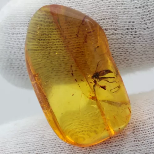 Diptera Insect inclusions in Baltic amber fossil stone