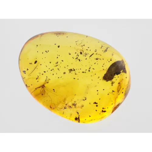 Gnat Insect inclusions in Baltic amber fossil stone